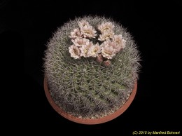 Gymnocalycium saglionis 77